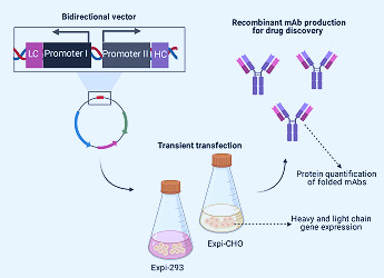 Antibodies | Free Full-Text | Recombinant Antibody Production Using a  Dual-Promoter Single Plasmid System